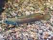 画像2: チャンナ アリストネイ(10cm±)上物 WILD (2)