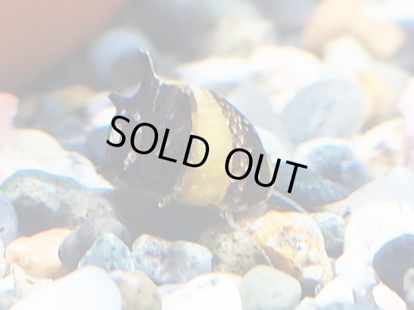 画像2: カラーサザエイシマキガイ (2)