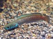 画像1: チャンナ アリストネイ(10cm±)上物 WILD (1)