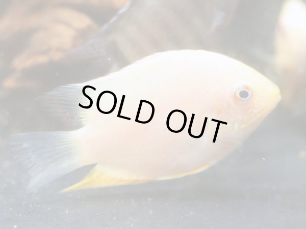 画像2: ゴールデンセベラム(6cm±) (2)