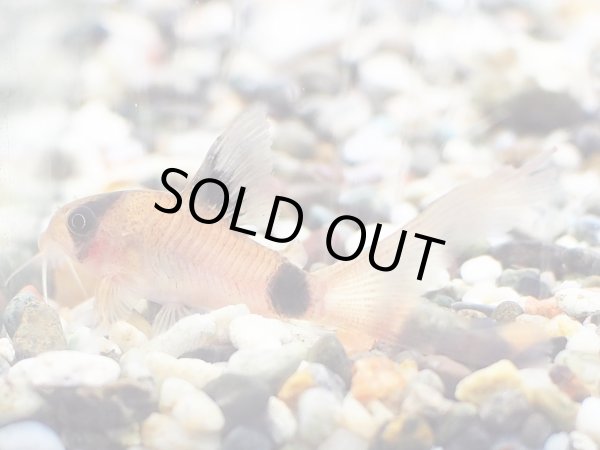 画像1: コリドラス パンダ ロングフィン アダルト (1)