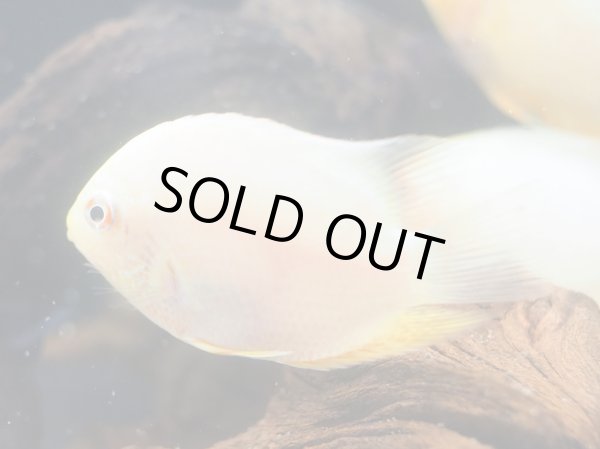 画像3: ゴールデンセベラム(6cm±) (3)