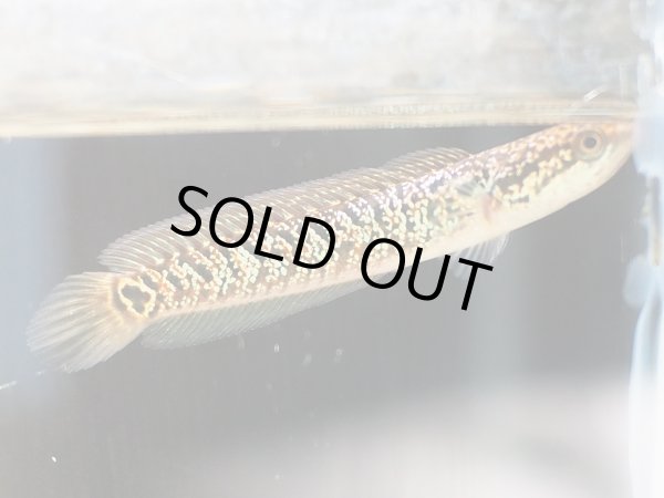 画像2: コウタイ レッドギャラクシー(7cm±)上物 (2)