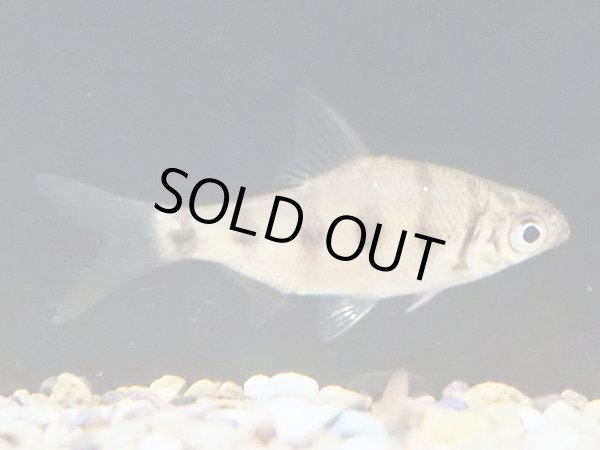 画像2: インドゼブラバルブ(5cm±) (2)