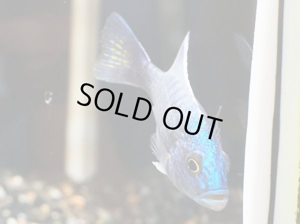 画像3: ハプロクロミス アーリー(7cm±) (3)