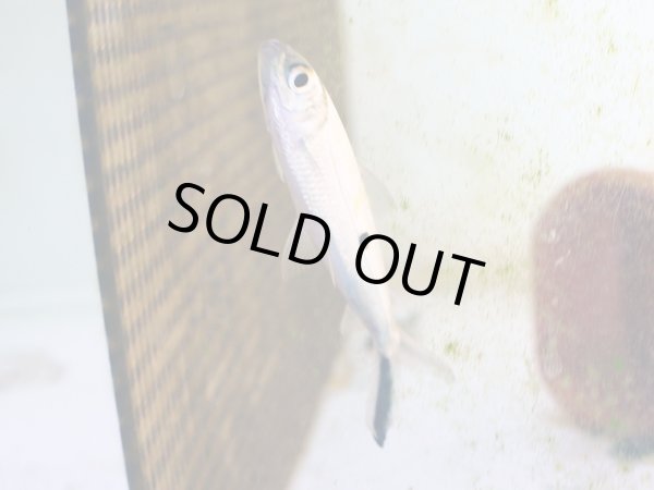 画像3: ヘミオダス(7cm±) (3)