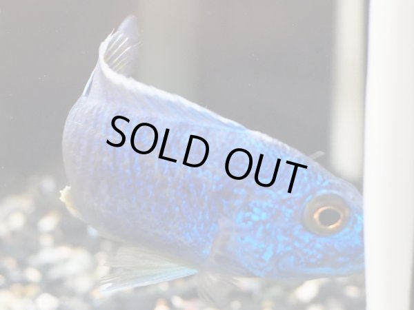 画像2: ハプロクロミス アーリー(7cm±) (2)