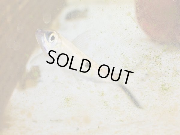 画像2: ヘミオダス(7cm±) (2)