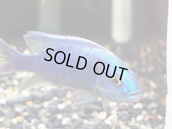 画像4: ハプロクロミス アーリー(7cm±) (4)