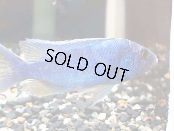 画像5: ハプロクロミス アーリー(7cm±) (5)