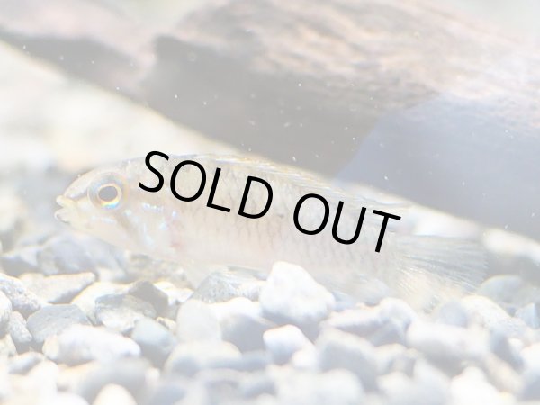 画像2: アピストグラマ レッドフェイスギビケプス 1ペア WILDサンガブリエル (2)