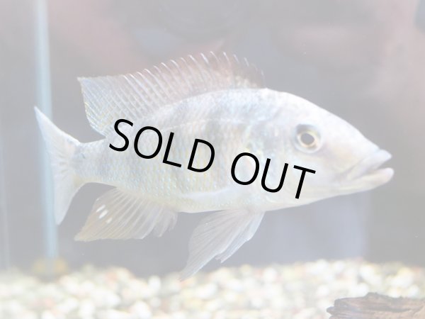 画像2: フォッソロクロミス ロストラータス(15cm±) (2)