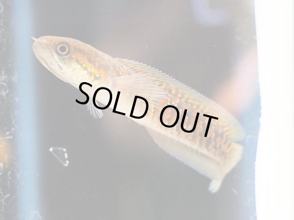 画像3: コウタイ スーパーレッド(9cm±) (3)