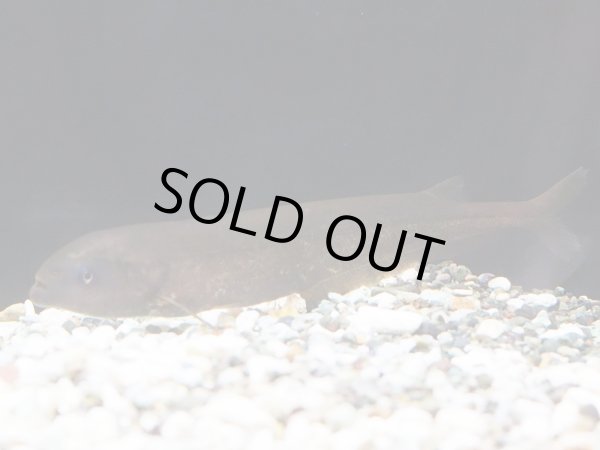 画像1: ヒペロピスス ベベ(15cm±)WILD (1)