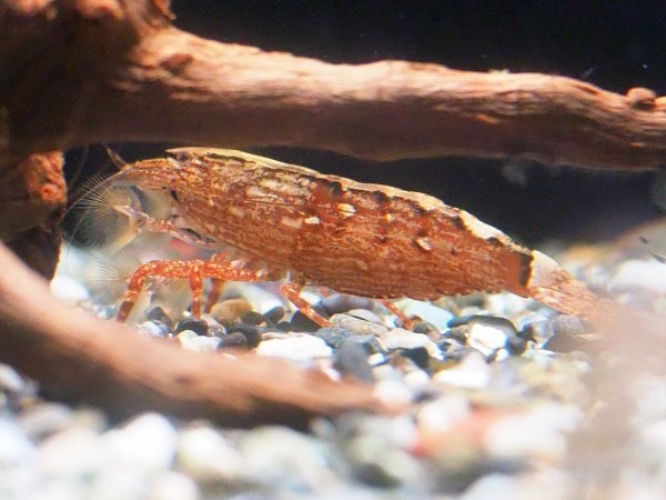 画像3: アジアロックシュリンプ(6cm±) (3)