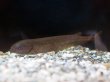 画像2: ヒペロピスス ベベ(15cm±)WILD (2)