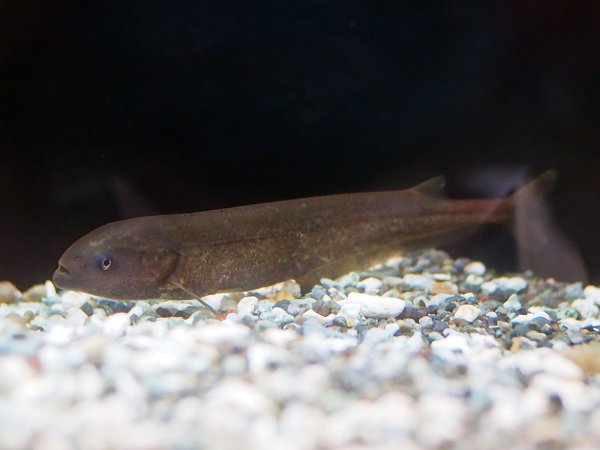 画像2: ヒペロピスス ベベ(15cm±)WILD★ (2)