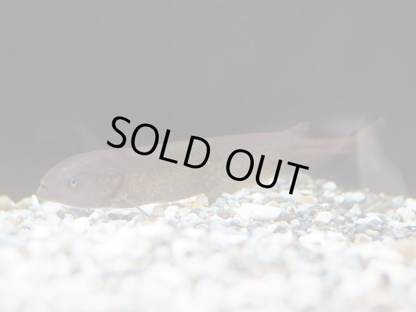 画像2: ヒペロピスス ベベ(15cm±)WILD (2)