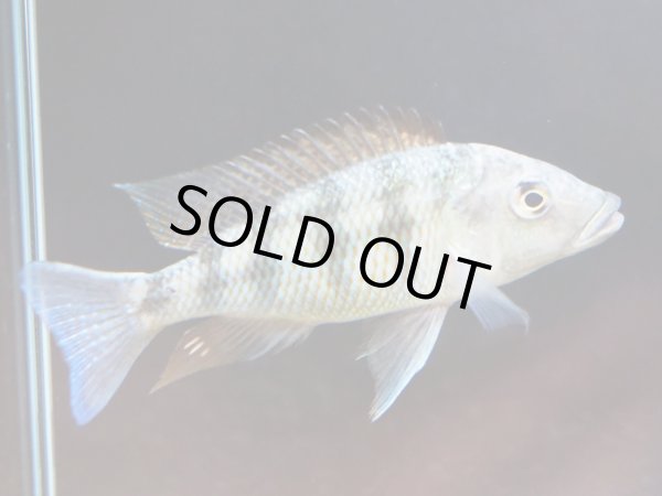 画像3: フォッソロクロミス ロストラータス(15cm±) (3)