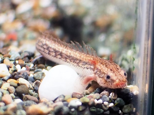 画像1: ポリプテルス ラプラディ(6cm±)ブリード (1)