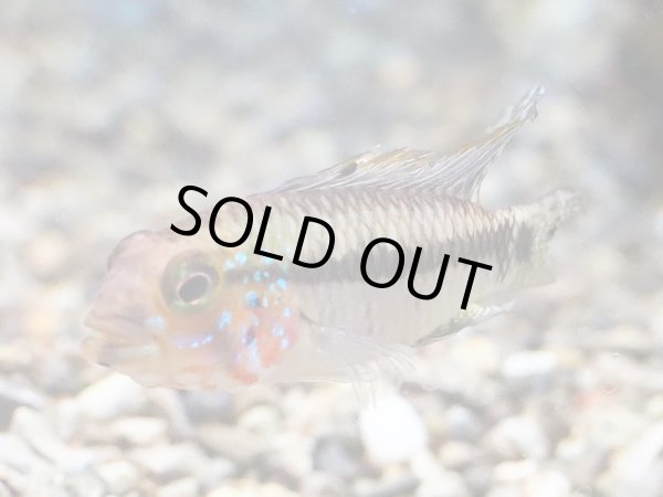 画像2: アピストグラマ ペルソナータ 1ペア WILDコロンビア (2)