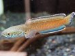 画像3: チャンナ アリストネイ(11cm±) WILD (3)