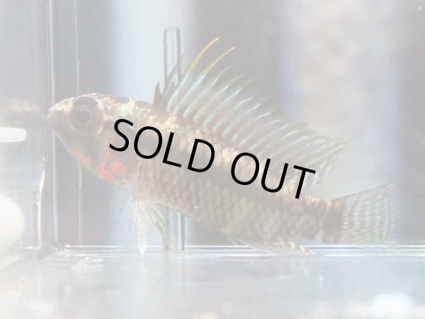 画像4: アピストグラマ ペルソナータ 1ペア WILDコロンビア (4)