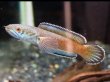 画像1: チャンナ アリストネイ(11cm±) WILD (1)