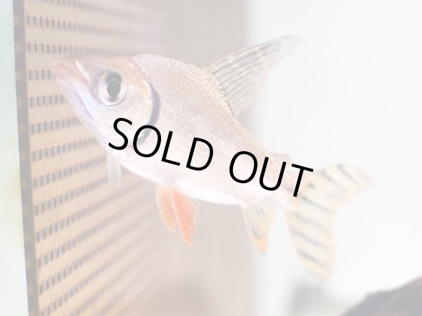 画像2: カラープロキロダス(9cm±)WILD (2)