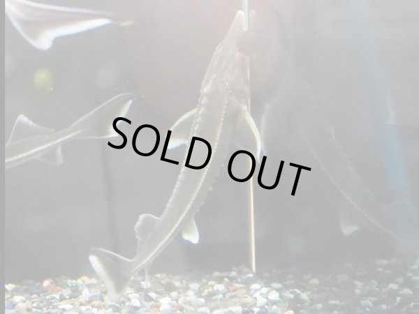 画像3: コチョウザメ×シップスタージョン(16cm±) (3)