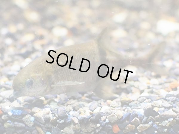 画像2: マルクセニウス モーリー(7cm±) (2)