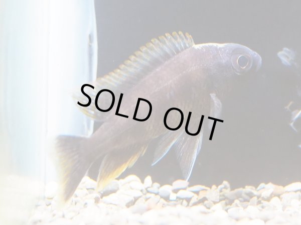 画像2: プロトメラス フェネストラートゥス(6cm±) (2)