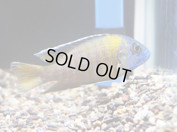 画像3: アウロノカラ ステベニー ウジスヤ(7cm±) (3)