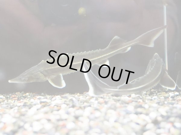 画像2: コチョウザメ×シップスタージョン(16cm±) (2)