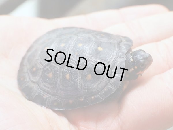 画像4: キボシイシガメ ベビー(4.2cm±)ブリード▲ (4)