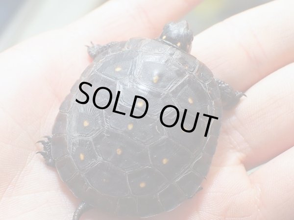 画像3: キボシイシガメ ベビー(4.0cm±)ブリード▲ (3)