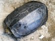 画像1: オオアタマクサガメ メス(22cm±)WILD兵庫県▲ (1)