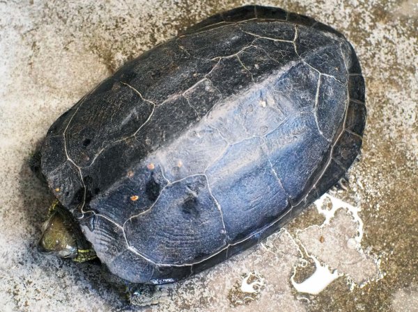画像1: オオアタマクサガメ メス(22cm±)WILD兵庫県▲ (1)