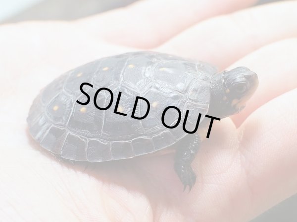 画像5: キボシイシガメ ベビー(4.0cm±)ブリード▲ (5)