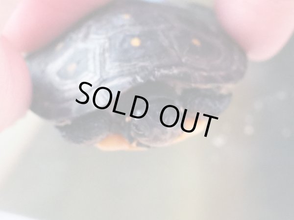 画像3: キボシイシガメ ベビー(4.2cm±)ブリード▲ (3)