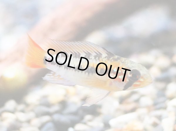 画像2: アピストグラマ ヴィエジタ スーパーレッド 1ペア EUブリード (2)