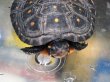 画像2: キボシイシガメ ベビー(4.2cm±)ブリード▲ (2)
