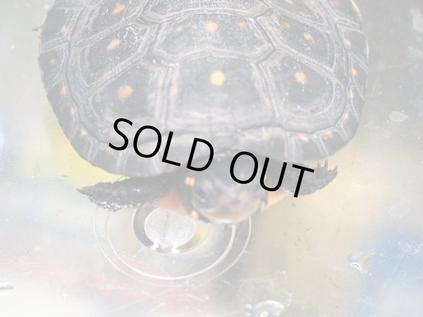 画像2: キボシイシガメ ベビー(4.2cm±)ブリード▲ (2)