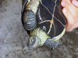 画像7: オオアタマクサガメ メス(22cm±)WILD兵庫県▲ (7)
