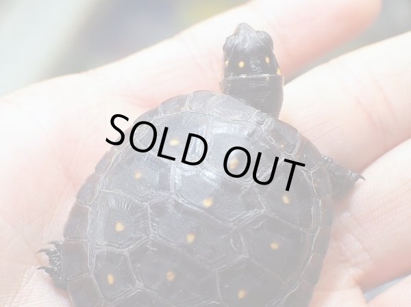 画像2: キボシイシガメ ベビー(4.0cm±)ブリード▲ (2)