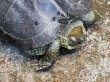 画像5: オオアタマクサガメ メス(22cm±)WILD兵庫県▲ (5)
