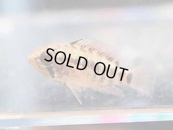 画像5: アピストグラマ ヴィエジタ スーパーレッド 1ペア EUブリード (5)