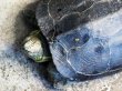 画像3: オオアタマクサガメ メス(22cm±)WILD兵庫県▲ (3)