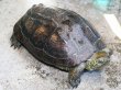 画像1: オオアタマクサガメ メス(20cm±)WILD兵庫県▲ (1)