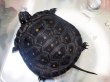 画像1: キボシイシガメ ベビー(4.2cm±)ブリード▲ (1)